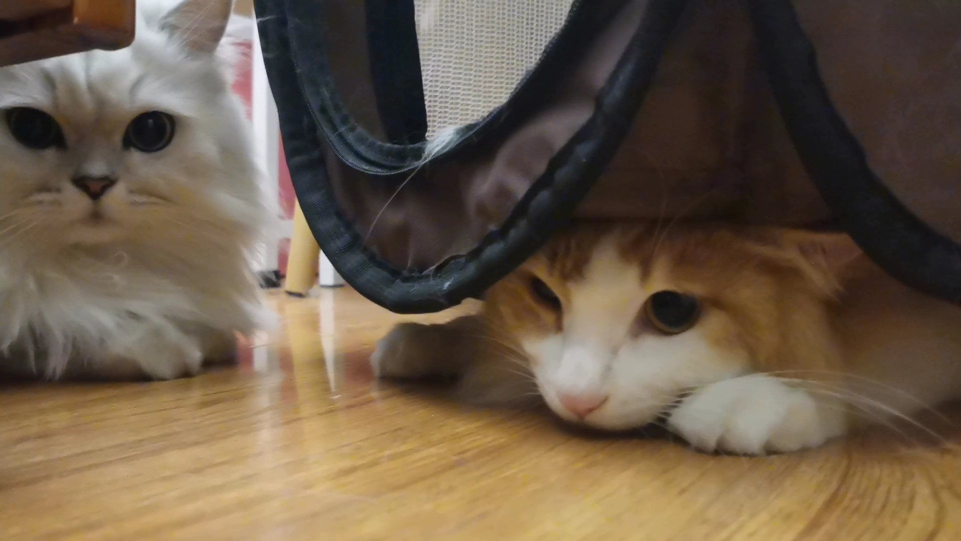 【米糊与烧麦】这个笼子猫猫能玩好久